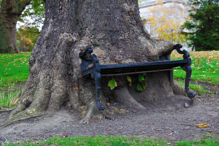 Hungry Tree
