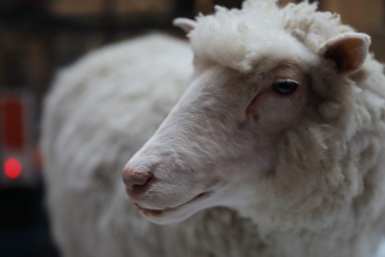 Dolly (sheep)