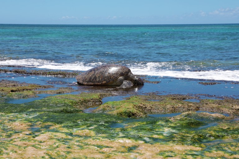 Pūpūkea Beach Park